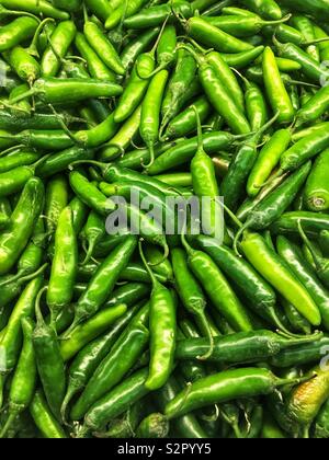 Telaio completo di molti freschi maturi Capsicum annuum Serrano peperoni. Foto Stock