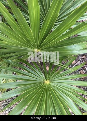 Piccole palme della ventola Foto Stock