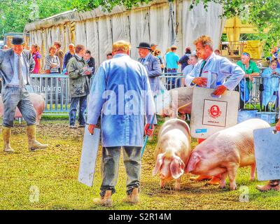 Il maiale a giudicare, tre contee Show, Malvern, Worcestershire, Inghilterra Foto Stock