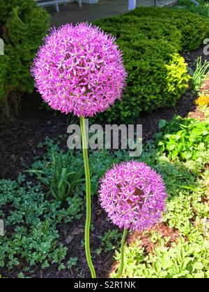 Il gigante viola allium fiori contro il verde Foto Stock