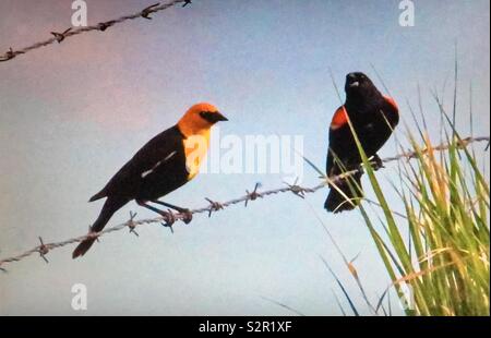 Testa gialla blackbird e red-winged blackbird Foto Stock