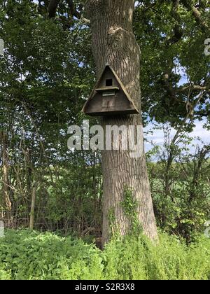 Una scatola di Barn Owl fissata ad un albero di quercia in una zona rurale. Foto Stock