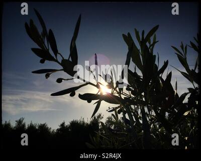Sviluppare Empeltre olive contro un tardo pomeriggio di sole, Catalogna, Spagna. Foto Stock