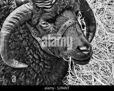 Pecore delle Ebridi. Una razza di piccole pecore nere di Scozia Foto Stock