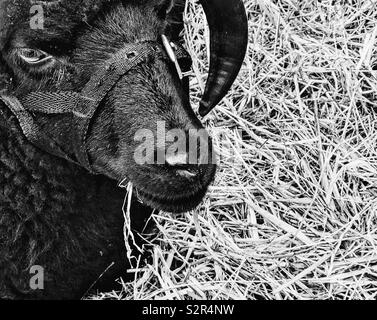 Pecore delle Ebridi. Una razza di piccole pecore nere di Scozia Foto Stock