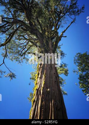 Incenso cedro a Donnell Vista in California Sierras sull'autostrada 108. Foto Stock