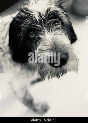 Spinone italiano Foto Stock