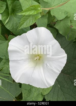 Foto di un fiore bianco con foglie di colore verde. Foto Stock