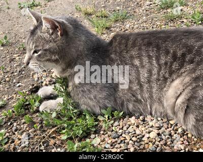 Grigio tabby farm cat su Homestead Foto Stock