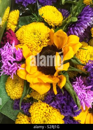 Bel bouquet fresco di giallo e viola zinnias che circonda un enorme di semi di girasole in piena fioritura. Foto Stock