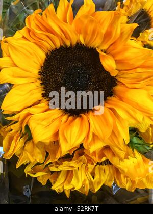 Enorme girasole estate in piena fioritura. Foto Stock