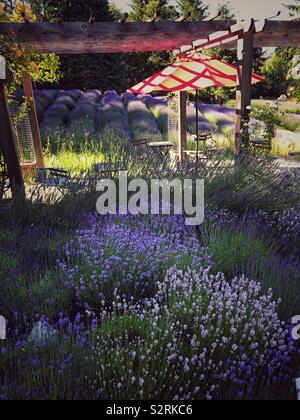 Campi di lavanda e area picnic in montagna sacra Fattoria di Lavanda sulla molla di sale isola, BC, Canada. Foto Stock