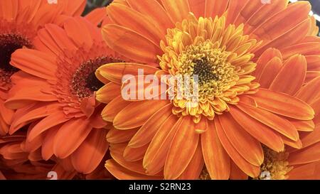 Bright orange gerbera Daisy piante in grande, macro closeup Foto Stock