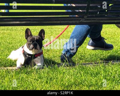 Cane godendo il sole sotto una panchina nel parco Foto Stock