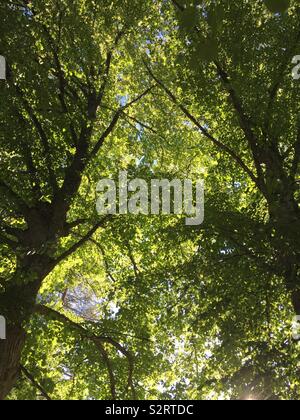 Tiglio (Tilia cordata) fioritura. Foto Stock