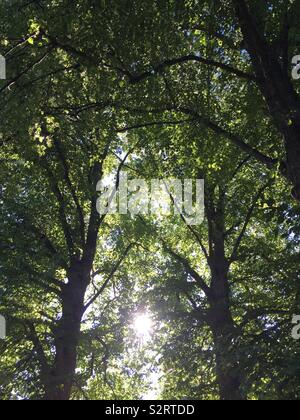 Tiglio (Tilia cordata) fioritura. Foto Stock