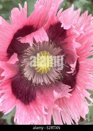 Papaver orientale o di papavero oriental garden impianto per la precoce fioritura estiva. Foto Stock