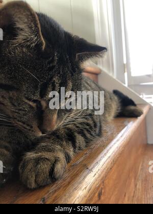 Un gatto dorme sulle scale (1) Foto Stock