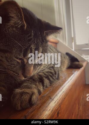 Un gatto dorme sulle scale (2) Foto Stock