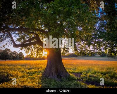 La luce del sole emergenti dietro un albero in un parco durante l'estate Foto Stock