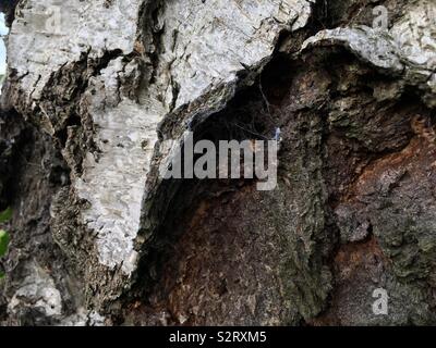 Silver Birch di corteccia di albero Foto Stock