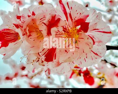 Amygdalus persica L. var. persica f. versico-lor (Sieb. Voss) / 撒金碧桃 Foto Stock