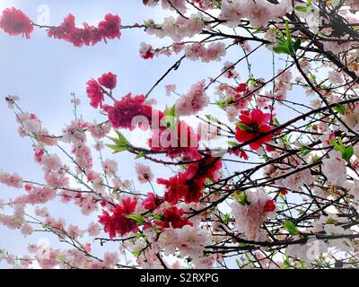 Amygdalus persica L. var. persica f. versico-lor (Sieb. Voss) / 撒金碧桃 Foto Stock