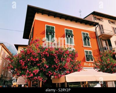 Bellissimo edificio arancione con rosa albero fiorito davanti Foto Stock