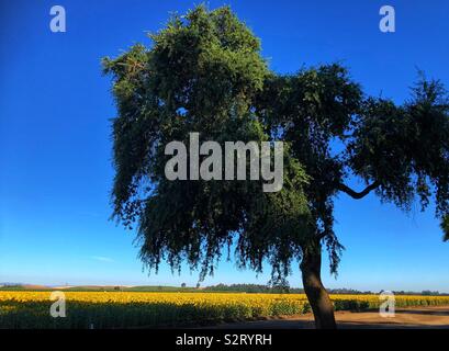 Oak tree sulla strada di un paese nel nord della California accanto a un campo di girasoli Foto Stock