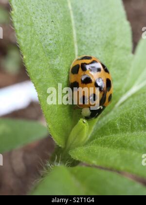 Ladybird su una foglia di semi di girasole Foto Stock
