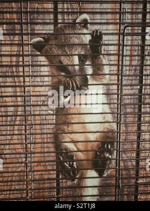 Anello di giovani-tailed coati (Nasua nasua) barre di arrampicata in una gabbia Foto Stock