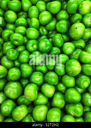Telaio completo di molti fattoria fresco verdi maturi, tomatillos Physalis ixocarpa, Physalis philadelphica, messicano lolla pomodoro. Foto Stock