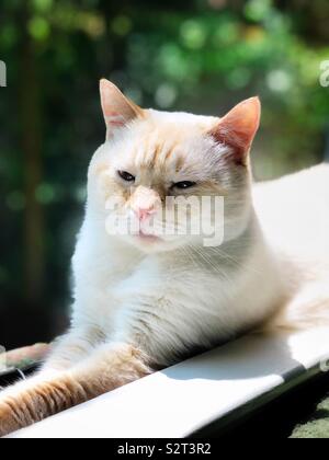 Un ritratto di un bianco flamepoint gatto siamese gatto seduto in una finestra con alberi verdi in background Foto Stock