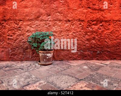 Red pelargonium fiore in una pentola di creta contro un rosso stucco stucco a parete. Impostare su un pavimento piastrellato. Chiamato anche geranio o storksbill. Foto Stock