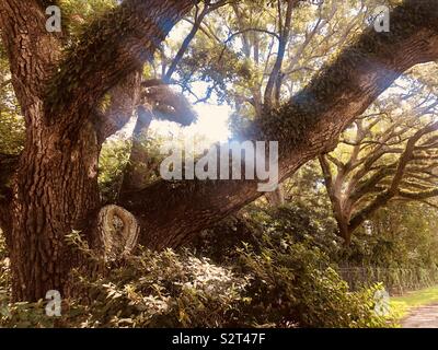 Sunlight filtra attraverso UN Live Oak Tree, Magnolia Cemetery, Mobile, Alabama Foto Stock