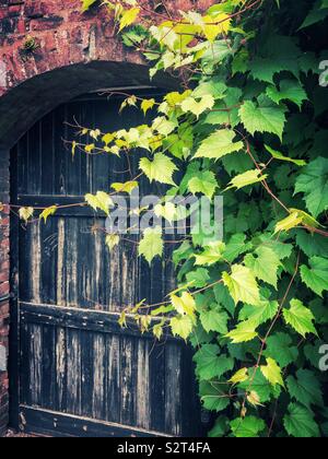 Vecchia porta di legno in un muro di mattoni accanto alla pianta di giardino. Foto Stock