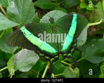 Verde a coda di rondine nastrati butterfly Foto Stock