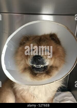 Chow Chow cane con un collare Elizabethan in un armadietto di veterinario Foto Stock