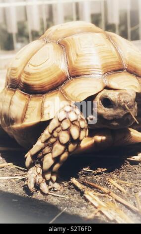 Tartaruga Sulcata camminare in un piatto con un pezzo di erba medica sulla bocca di it Foto Stock