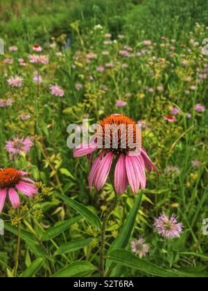 Bellissimo fiore rosa, Echinacea purpurea, orientale coneflower viola, coneflower hedgehog, o viola coneflower. Foto Stock