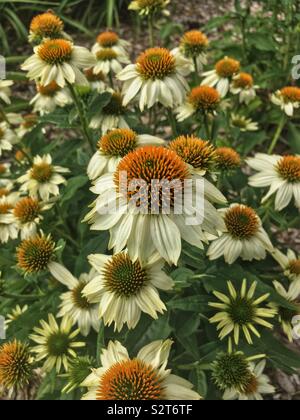 Bellissimi fiori bianchi, Echinacea purpurea, orientale coneflower viola, coneflower hedgehog, o viola coneflower. Foto Stock