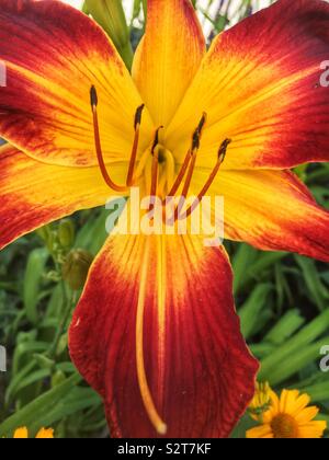 Rosso e arancio Ruby Spider Daylily fiore in piena fioritura. Foto Stock