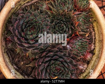 Bellissimo giardino di piante succulente che crescono in una pentola. Foto Stock