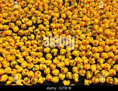 Un mare di paperelle in gomma che scorre su di un lago. Foto Stock
