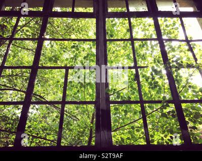 Albero dietro un vetro rotto Foto Stock