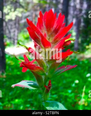 Fiori Selvatici, pennello Castilleja indivisa, Texas Indian paintbrush, entireleaf pennello indiano, Foto Stock