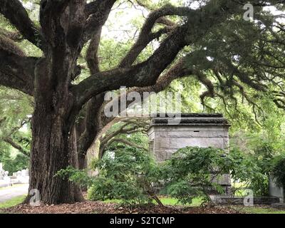 Live Oaks nel cimitero di Magnolia Mobile in Alabama Foto Stock