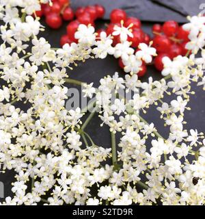 Elderflowers ribes rosso e nero a superficie di ardesia Foto Stock