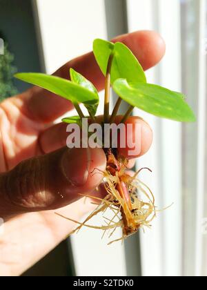 Una radicata taglio da un peperomioides pilea pianta. Foto Stock