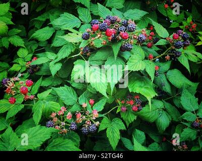 Wild blackberry bush con la maturazione rosso e mature more Foto Stock